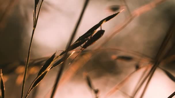 Ein Käfer mit einem großen Schnurrbart. Kreativ. Makrofotografie. Nahaufnahme eines Käfers, der auf einem dünnen Grashalm wandelt. — Stockvideo
