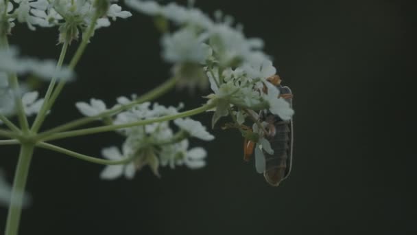 Un saltamontes en una flor. Creativo. Un saltamontes naranja con un bigote largo que se sienta en pequeñas flores blancas y menea su bigote . — Vídeo de stock