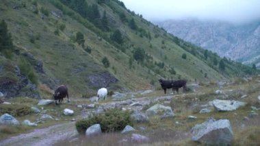 Merkez Kafkasya 'nın sıradağları. Dizinin en yüksek noktası. Klip. Dağdaki hayvanlar, inekler, keçiler, taşlar ve zengin doğa.