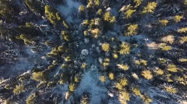 Güzel kuş bakışı manzara. Şarjör. Açık ve güneşli bir günde, beyaz kar altında kocaman yeşil Noel ağaçları..