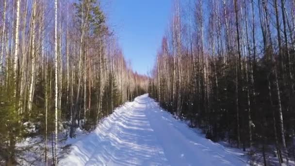 Χειμερινό τοπίο από το ύψος του θρόνου. Κλιπ. Ψηλές σημύδες και μικρά πράσινα χριστουγεννιάτικα δέντρα στο φόντο ενός λευκού δρόμου που στέκονται σε μια σειρά δίπλα στο άλλο στο φόντο ενός — Αρχείο Βίντεο