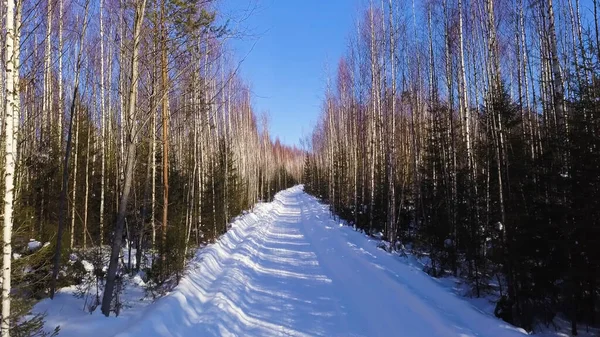 Вид на зимовий ліс. Кліп. Безлистяний зимовий ліс з високими березами та ялинками зі сніжною стежкою . — стокове фото