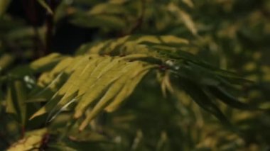 Yeşil çimenler. Yaratıcı. Yeşil yaprakları olan bir dal rüzgarda sallanır başka bir çimen ve ağaçların yanında .