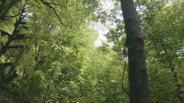 Bosque verde tropical. Creativo. Grandes árboles verdes tranquilos en un bosque de verano. — Vídeos de Stock