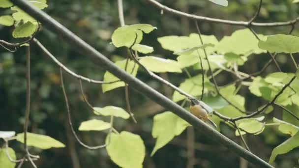 Ветка с зелеными листьями. Творческий подход. Тонкая ветка с листьями и маленькой птичкой на ней. — стоковое видео