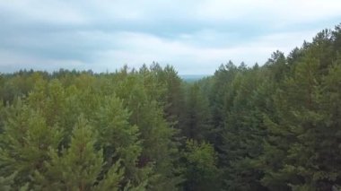 Kuş bakışı görüş. Clip. Büyük, uzun köknar ve yapraklı ağaçlar ve tepemizde mavi gökyüzü.