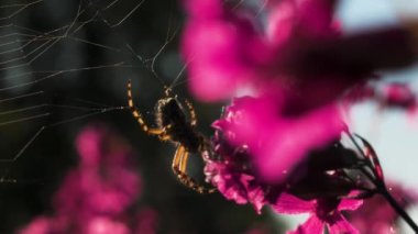 Makro fotoğrafçılıkta büyük bir örümcek. Yaratıcı. Bir tarantula güneş ışığında ağında mor çiçeklerin yanında oturur. .
