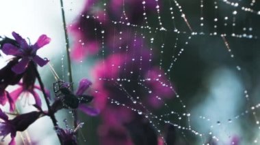 Su damlacıkları olan büyük desenli bir ağ. Yaratıcı. Güzel bir örümcek ağı, yanında küçük tüylü bir tarantula ve mor güzel orkide çiçekleri var.