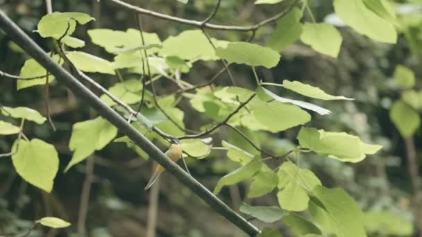 Paisagem com um pássaro. Criativa. Um galho de uma árvore com grandes folhas verdes com um pequeno pássaro sentado e andando sobre ele. — Vídeo de Stock