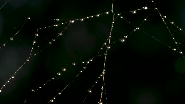 Macro photography. Creative. A long tangled weave with small droplets of water. — Stock Video