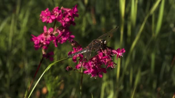 Uma grande libélula. Criativa. Pequenas flores brilhantes com uma libélula sentada sobre eles e uma grande grama longa verde atrás. — Vídeo de Stock
