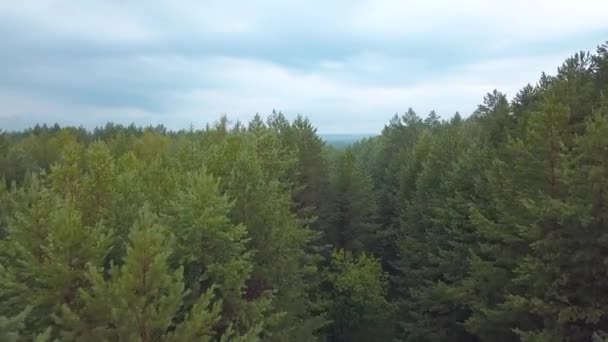 Вид с высоты птичьего полета. Большие высокие ели и лиственные деревья и голубое небо над головой — стоковое видео