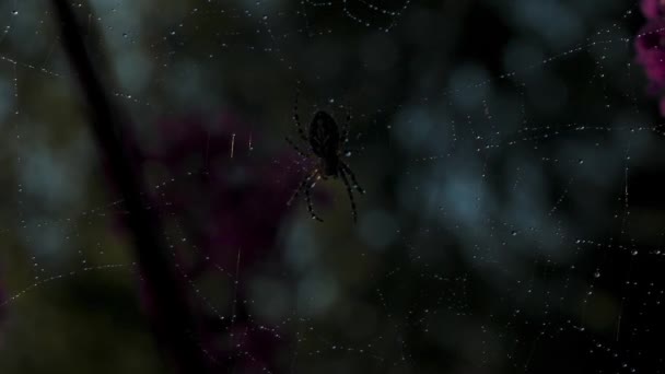 Mały czarny pająk w makrofotografii. Kreatywny. Pająk siedzi na swojej sieci, która jest bardzo cienka i długa z małymi kroplami wody . — Wideo stockowe