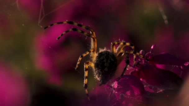 Una gran araña peluda con ocho patas rayadas. Creativo. Una araña se aferra a una tela en una hermosa flor rosa brillante — Vídeo de stock