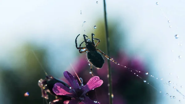 Pók a makro fotózásban. Kreatív. Egy nagy fekete pók ül egy pókhálón, amelyen apró vízcseppek vannak, gyönyörű lila virágok is láthatók.. — Stock Fotó