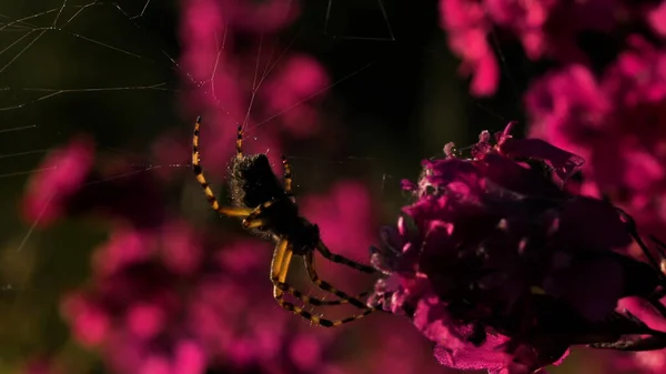 大きなオレンジ色のクモ。創造的クモが背中に座っている素晴らしい明るい蘭 — ストック写真