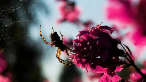 Большой тарантул в макрофотографии. Большой пушистый паук на паутине рядом с фиолетовой орхидеей. — стоковое фото