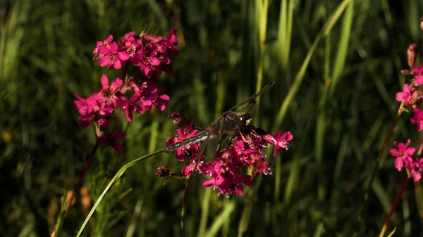 Une grande libellule. Créatif. Petites fleurs lumineuses avec une libellule assis sur eux et une grande herbe verte longue derrière. — Photo