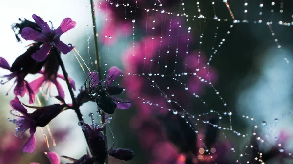 クモの巣だ。創造的だ。紫色の小さな蘭の隣に小さなクモが巣に座っています. — ストック写真