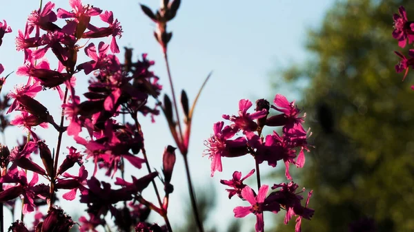 Fotografía macro. Creativo. Hermosas flores rosadas brillantes. — Foto de Stock