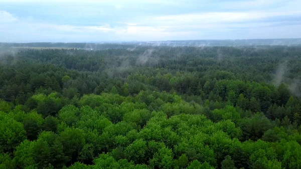 Piękny widok z drona. Klip. Zielony las z wysokimi jodłami i dużymi drzewami z polem i błękitnym mglistym niebem. — Zdjęcie stockowe