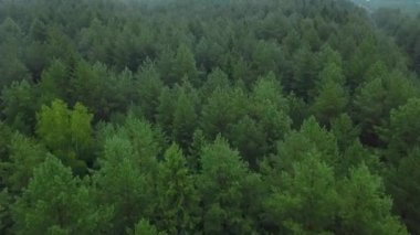 İnsansız hava aracından ilginç bir görüntü. Yeşil tepesinde uzun ağaçlar olan güzel yeşil orman..