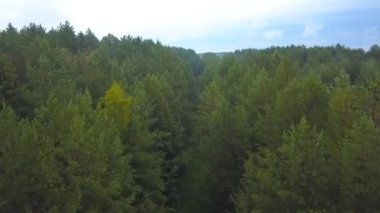 Helikopterden görüntü. Şarjör. Uzun yaprak döken ağaçlar, mavi gökyüzü ve aşağıdan bir araba olan bir yol..