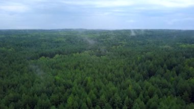  İnsansız hava aracından güzel bir manzara. Şarjör. Uzun köknar ağaçları, tarlası ve mavi sisli gökyüzü olan büyük ağaçları olan yeşil bir orman..
