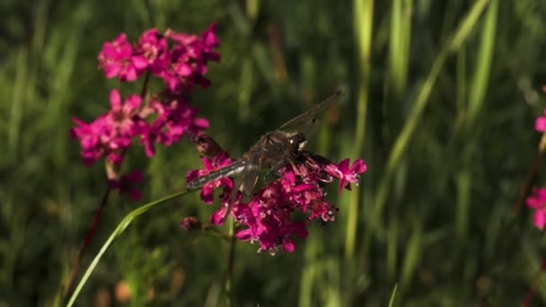 Una libélula grande. Creativo. Pequeñas flores brillantes con una libélula sentada en ellas y una hierba larga verde grande detrás. — Vídeos de Stock