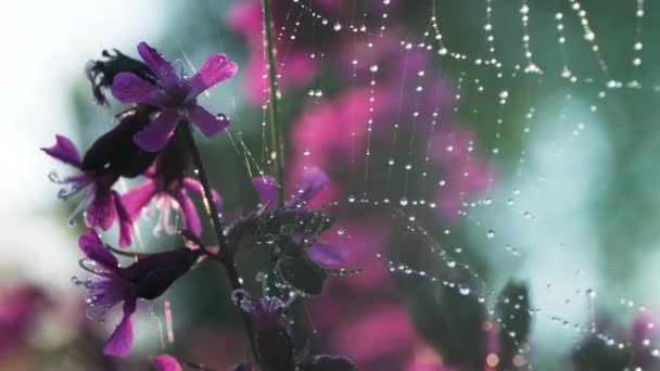 Egy nagy mintás háló vízcseppekkel. Kreatív. Egy gyönyörű pókháló egy kis fekete bolyhos tarantula és lila gyönyörű orchidea virágok a közelben — Stock videók