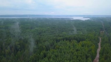  İnsansız hava aracından güzel bir manzara. Şarjör. Uzun köknar ağaçları, tarlası ve mavi sisli gökyüzü olan büyük ağaçları olan yeşil bir orman..