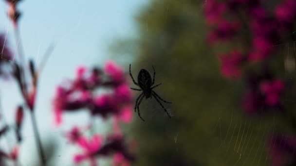 Una pequeña araña está sentada en su telaraña. Creativo. El insecto se sienta con su parte posteriora para arriba en una tela que se sostiene encendido por las orquídeas rosadas. — Vídeo de stock