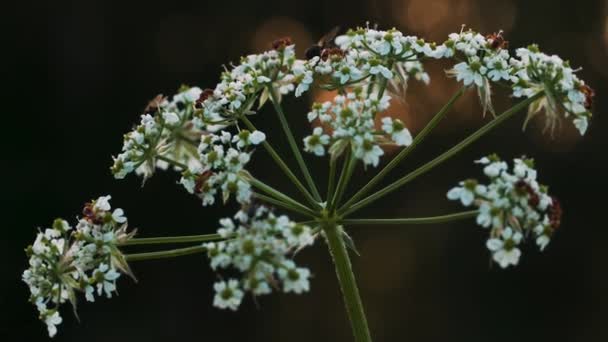 Små myror. Kreativ. Små myror i ett stort sällskap sitter på en vit blomma med en tunn grön stjälk. — Stockvideo