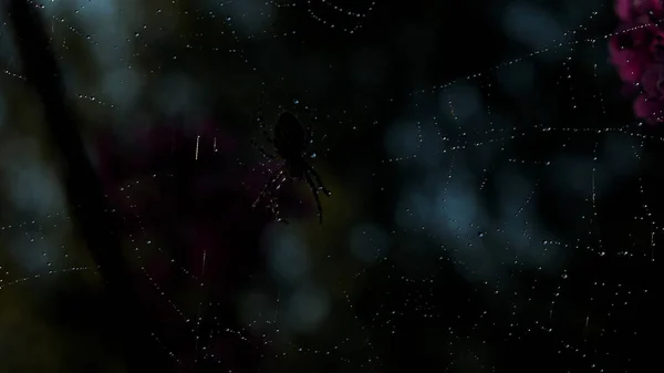 Una pequeña araña negra en macrofotografía. Creativo. La araña se asienta en su tela, que es muy delgada y larga con pequeñas gotitas de agua . — Foto de Stock