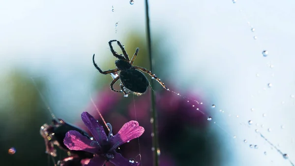 Spider in macro fotografie. Creatief. Een grote zwarte spin zit op een spinnenweb waarop kleine druppels water zitten, prachtige paarse bloemen zijn ook zichtbaar. — Stockfoto