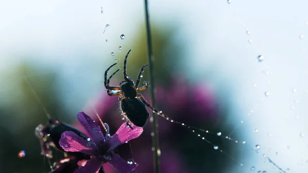 Een spin met een bloem. Creatief. Een indrukwekkende spin die op zijn web kruipt naast een prachtige heldere bloem. — Stockfoto