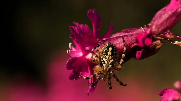 A large spider that sits sits with its back with a beautiful pattern. Creative. A big beautiful spider on a small pink flower bud — Stock Photo, Image