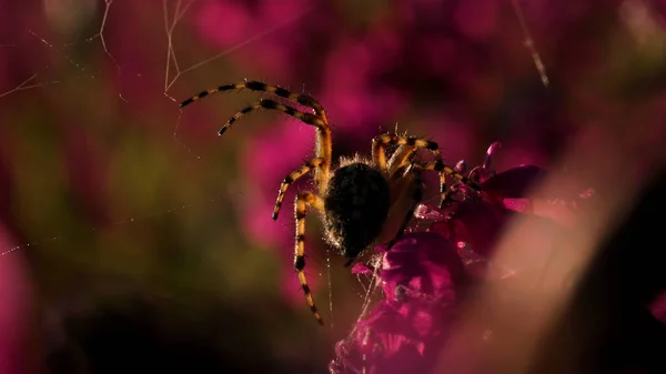 Uma aranha grande que se senta com as costas com um belo padrão. Criativa. Uma grande aranha bonita em um pequeno botão de flor rosa — Fotografia de Stock