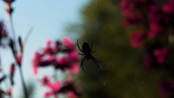 Een kleine spin zit op zijn spinnenweb. Creatief. Het insect zit met zijn rug omhoog op een web dat wordt vastgehouden door roze orchideeën. — Stockfoto