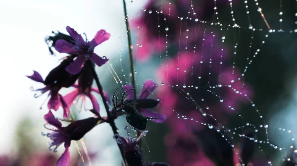 水滴のある大きなパターン化されたウェブ。創造的だ。小さな黒いふわふわのタランチュラと近くの紫色の美しい蘭の花を持つ美しいクモの巣 — ストック写真