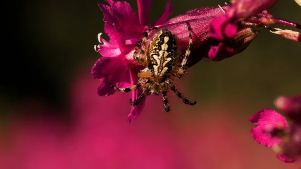 Egy nagy narancssárga pók. Kreatív.A csodálatos fényes orchidea, amelyen a pók ül a hátával — Stock Fotó