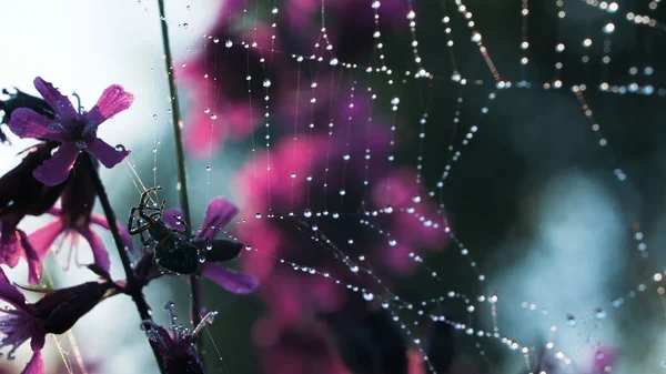 Una gran red con dibujos y gotas de agua. Creativo. Una hermosa tela de araña con una pequeña tarántula mullida negra y hermosas flores de orquídea púrpura cerca — Foto de Stock
