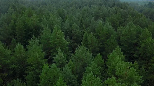 Uma vista interessante do drone. Bela floresta verde com árvores altas em uma colina verde. — Fotografia de Stock