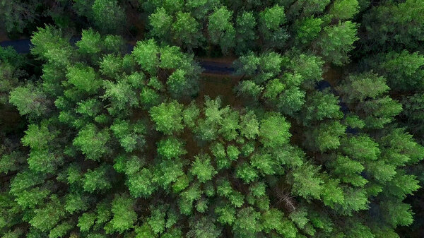 Вид на лес с вертолетов. Клип. Огромные, высокие зеленые деревья в лесу рядом с дорогой