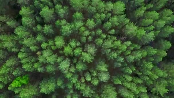 Pohled na les z vrtulníků. Klip. Obrovské, vysoké zelené stromy v lese vedle silnice — Stock video