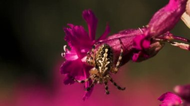 Sırtında güzel bir desenle oturan büyük bir örümcek. Yaratıcı. Küçük pembe bir çiçek tomurcuğunun üzerinde büyük güzel bir örümcek.
