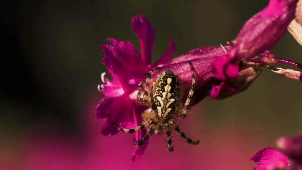 Una gran araña que se sienta con su espalda con un hermoso patrón. Creativo. Una gran araña hermosa en un pequeño capullo de flor rosa — Vídeos de Stock