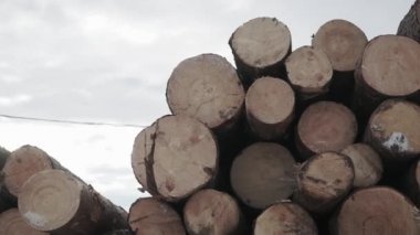 Kesilmiş ağaçlar. Şarjör. Düz, yuvarlak uçlu kütükler birbiri üzerine uzanmış.