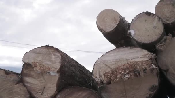 Felled trees. Clip. Smooth, rounded ends of the logs lying on top of each other — Stock Video