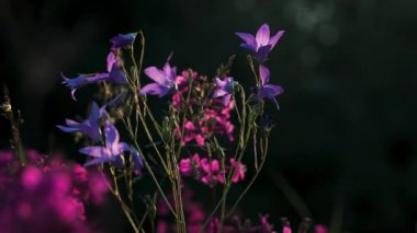 Güzel BlueBell çiçeklerine yakın çekim. Yaratıcı. Yaz otlağında narin BlueBell çiçekleri. Yaz otlağında güneşli bir gün, güzel BlueBell çiçekleriyle